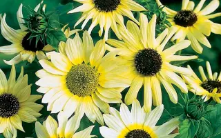 ES Vanilla / ЕС Ванілла