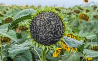 ES NIRVANA / ЕС НІРВАНА