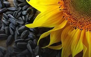 ES POLARIS CL / ЕС ПОЛЯРІС CЛ