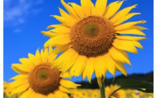 ES Sherpa / ЕС Шерпа