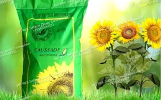 Estrella CS / Естрелла КС