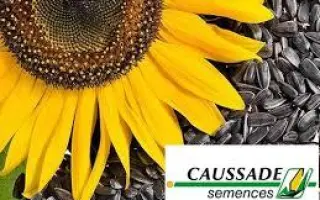 Europa CLP / Європа КЛП