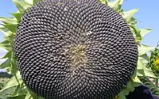 Запорожский 9 / Запорізький 9