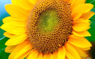 Imeria CS / Імерія КС