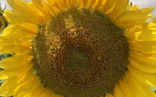 KWS VIVANTES / КВС ВІВАНТЕС