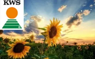 KWS Helia 04 / КВС Гелія 04