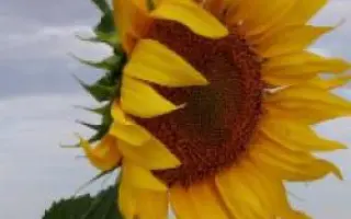 КВС Гелія 06