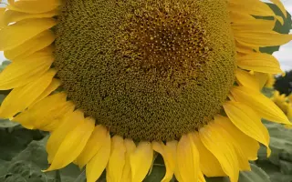 KWS DANTES / КВС ДАНТЕС