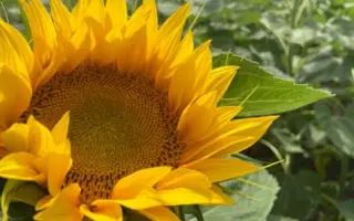 Kimera ST / Кімера СТ