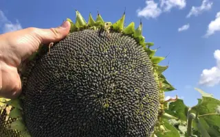 Codistar / Кодістар