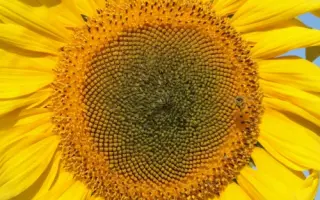 Codiflorum CL / Кодіфлорум КЛ