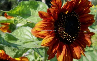 Krassotka / Красотка