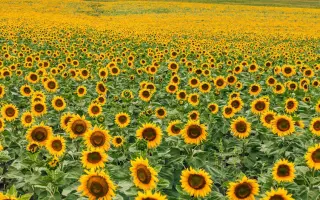 Красотка РМ