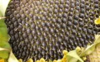 CS Canaria SU / КС Канарія СУ