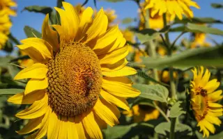 Latino / Латіно