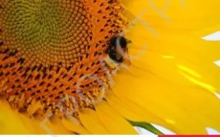 LG 5434М / ЛГ 5434М