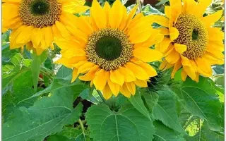 Maxtor F1 / Макстор F1