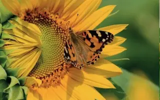 MANHATTAN CLP / МАНХЕТТЕН КЛП