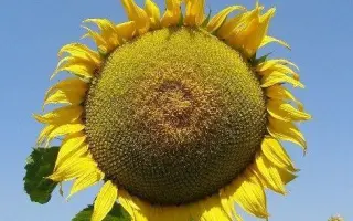 MAS 91IR / МАС 91ІР