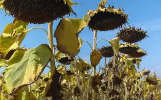 MAS 98M / МАС 98М