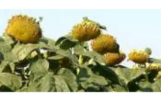 Morava / Морава