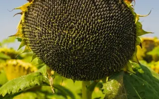 NK Armoni / НК Армоні