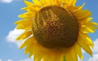 NK Dolbi / НК Долбі