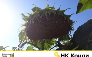 NK Countri / НК Кантрі