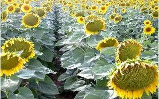 NК Meldimi / НК Мелдімі