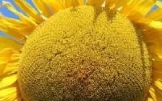 Obraia CS / Обрая КС