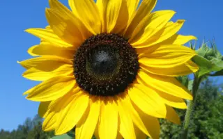 Одеський 249