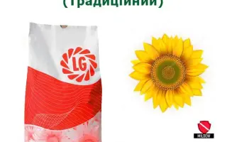 Одесский 504 (Сонячный ) / Одеський 504