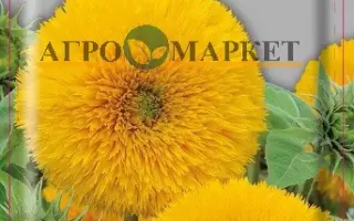 Olmedo / Ольмедо