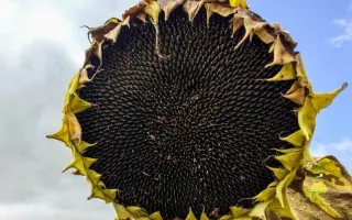 P63LL06 / П63ЛЛ06