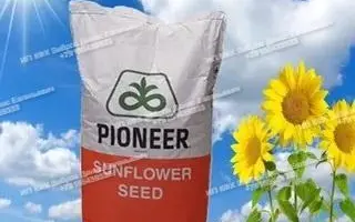 P63LL40 / П63ЛЛ40