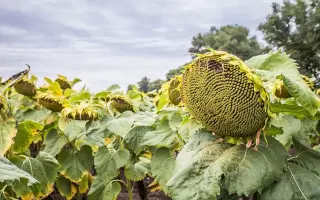 P64HH123 / П64ГГ123