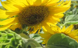 P64HE01 / П64ГЕ01