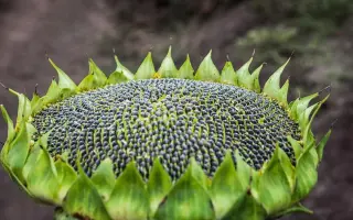 P64LE119 / П64ЛЕ119