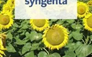 Pactera / Пактера