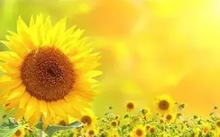 PAL - 093 / ПАЛ - 093