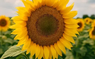 Петропавлівський