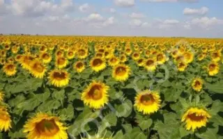 Pollka CL / Поллька КЛ