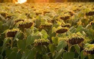 PR64A15 / ПР64А15