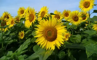 PR64A89 / ПР64А89