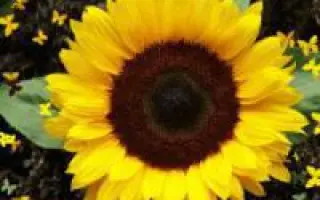 PR64E83 / ПР64Е83