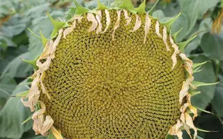 RGT BELLONA / РЖТ БЕЛЛОНА