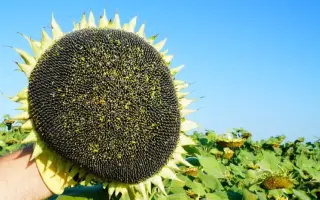 RGT EIFFELL / РЖТ ЕЙФЕЛЛЬ