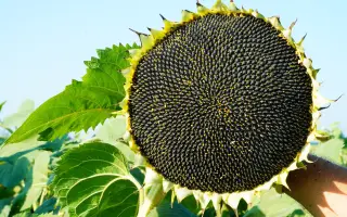 RGT CLLAYTON / РЖТ КЛЛЕЙТОН