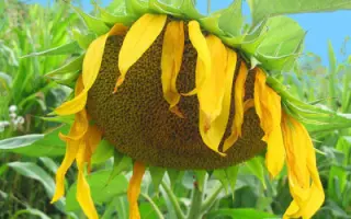 Rumbasol OR / Румбасол ОР