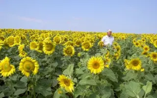 Свиточ / Світоч